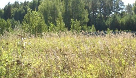 Участок № 49 в поселке Лукоморье, площадь 11.68 соток