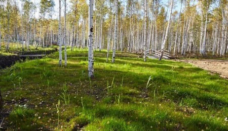 Участок № 35А в поселке Совята, площадь 13.32 соток