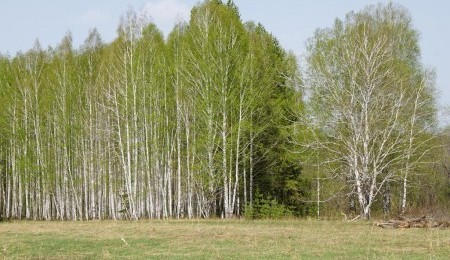 Участок № 113 - вид №2