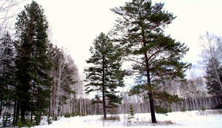 Участок № 39 - вид №2