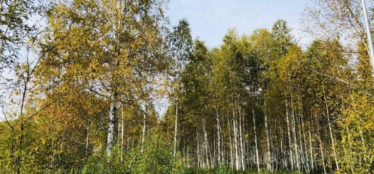 Участок № 122 в поселке Косуля, площадь 11.84 соток