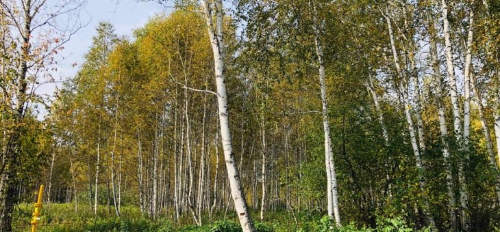 Участок № 123 в поселке Косуля, площадь 13.91 соток