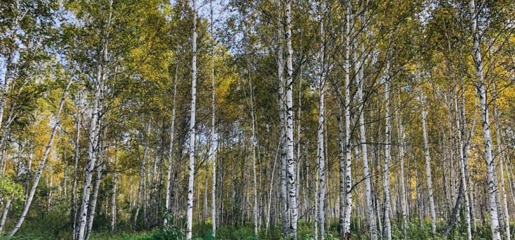 Участок № 125 в поселке Косуля, площадь 11.47 соток