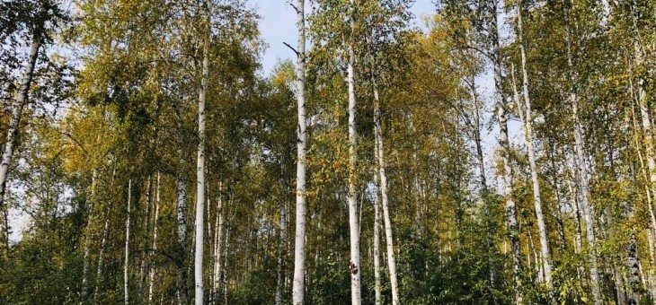 Участок № 132 в поселке Косуля, площадь 10.10 соток