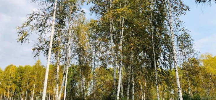 Участок № 133 в поселке Косуля, площадь 13.42 соток