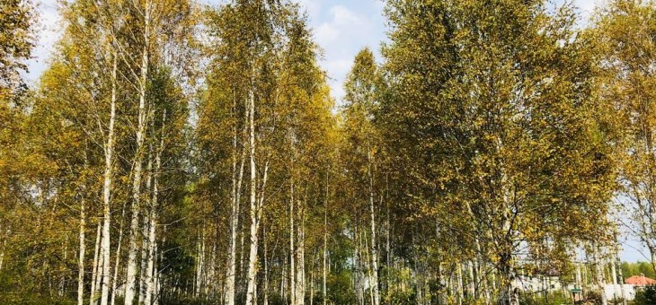 Участок № 141 в поселке Косуля, площадь 12.32 соток