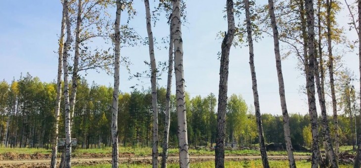 Участок № 173 в поселке Косуля, площадь 14.43 соток