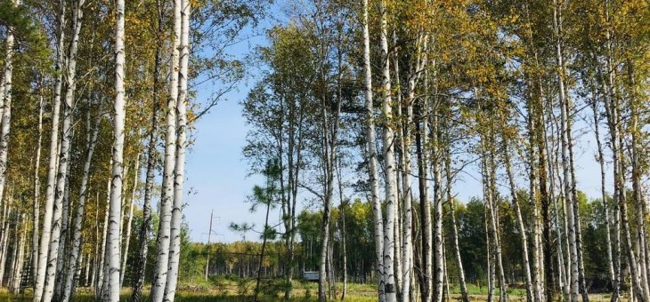 Участок № 178 в поселке Косуля, площадь 12.83 соток