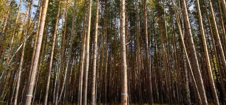 Участок № 2 в поселке Журавли, площадь 18.24 соток
