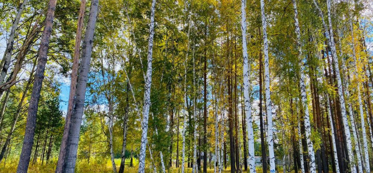 Участок № 10 в поселке Кедровка, площадь 12.16 соток