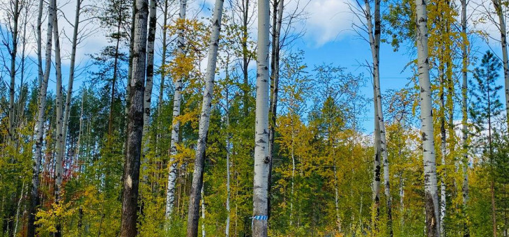 Участок № 52 в поселке Соловьи, площадь 10.46 соток