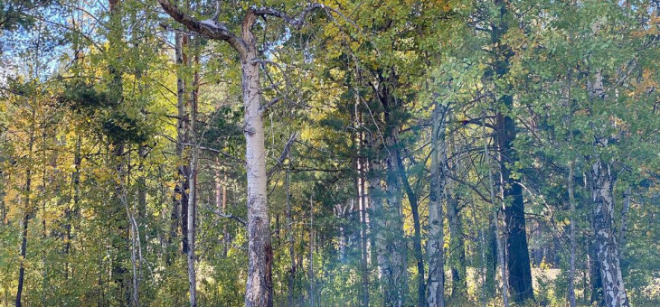 Участок № 18 в поселке Ласточка, площадь 13.05 соток