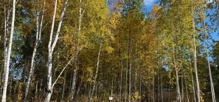 Участок № 36 в поселке Ласточка, площадь 10.25 соток