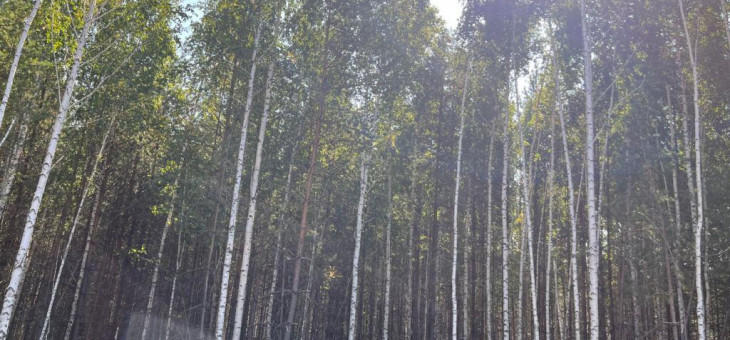 Участок № 28 в поселке Стрижи, площадь 11.61 соток