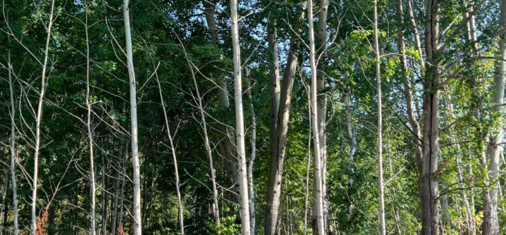 Участок № 37 в поселке Стрижи, площадь 11.90 соток