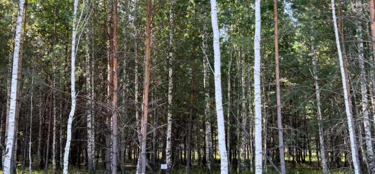 Участок № 50 в поселке Стрижи, площадь 13.33 соток