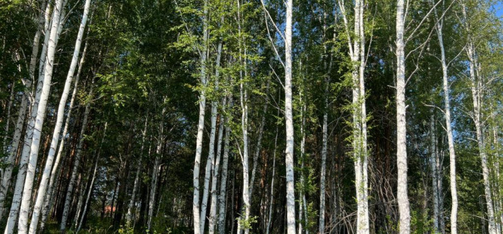 Участок № 3 в поселке Ласточка, площадь 9.27 соток