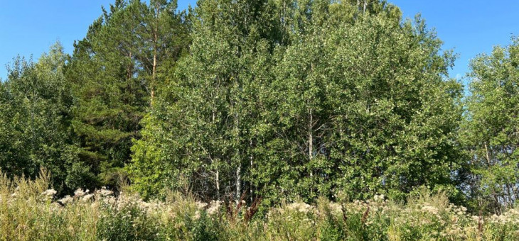 Участок № 6 в поселке Ласточка, площадь 13.23 соток