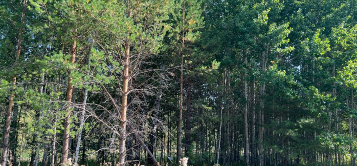 Участок № 38 в поселке Ласточка, площадь 10.25 соток