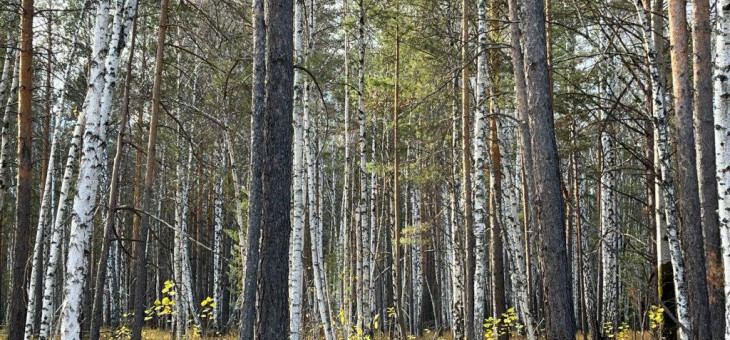 Участок № 10 в поселке Агат, площадь 19.05 соток