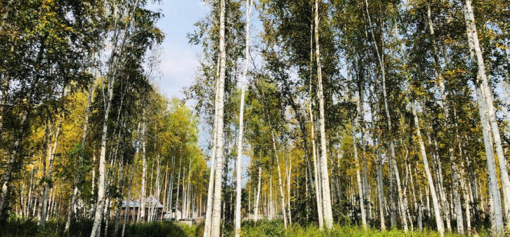 Участок № 124 в поселке Косуля, площадь 10.35 соток