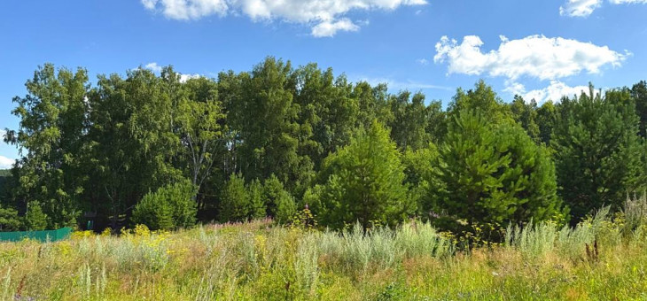 Участок № 6 в поселке Радость, площадь 15.95 соток