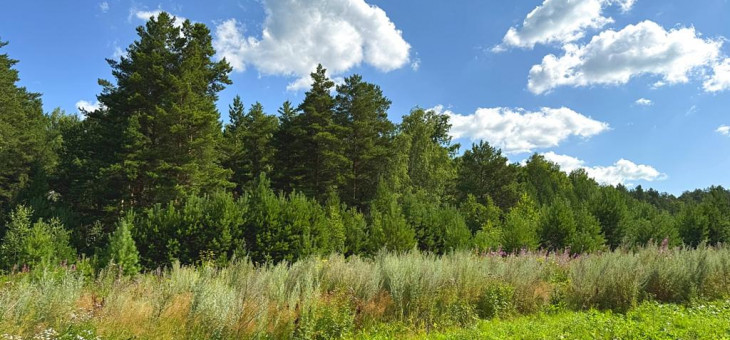 Участок № 12 в поселке Радость, площадь 16.43 соток