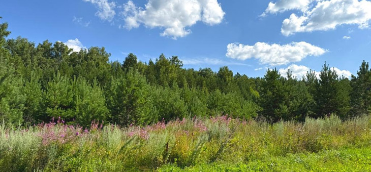 Участок № 13 в поселке Радость, площадь 14.83 соток