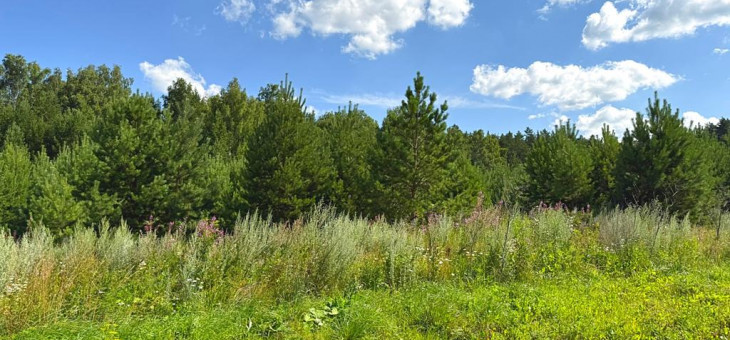 Участок № 14 в поселке Радость, площадь 14.45 соток