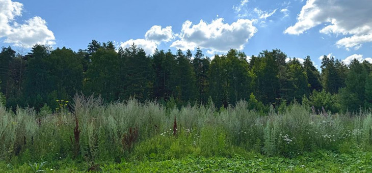 Участок № 22 в поселке Радость, площадь 14.94 соток