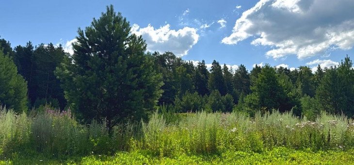 Участок № 23 в поселке Радость, площадь 14.94 соток