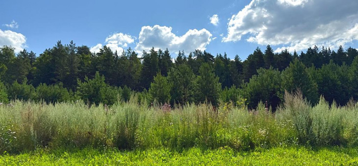 Участок № 29 в поселке Радость, площадь 14.87 соток