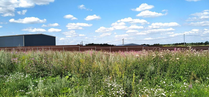 Участок № 255 в поселке Радость, площадь 6.68 соток