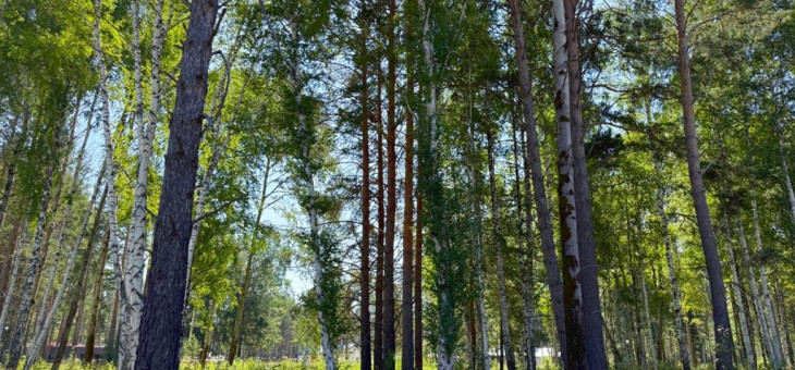 Участок № 1 в поселке Агат, площадь 10.93 соток