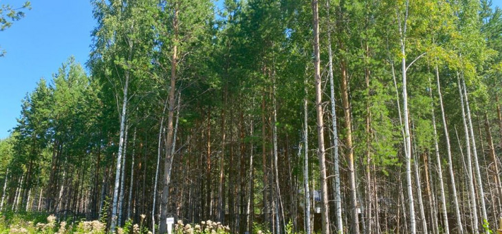 Участок № 50 в поселке Жаворонок, площадь 12.61 соток