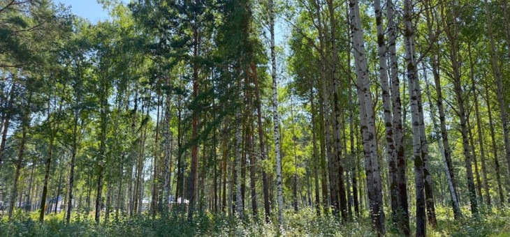 Участок № 4 в поселке Агат, площадь 15.00 соток