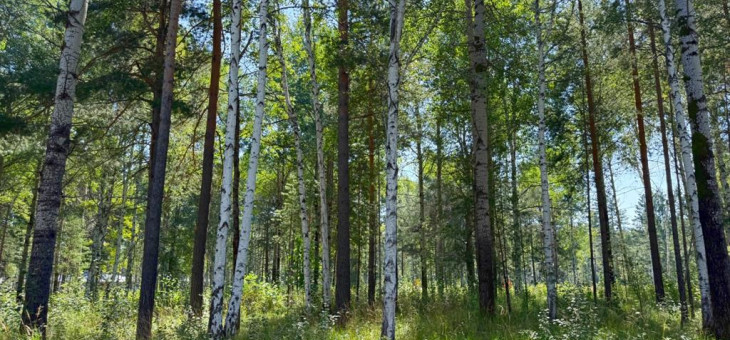 Участок № 6 в поселке Агат, площадь 15.00 соток