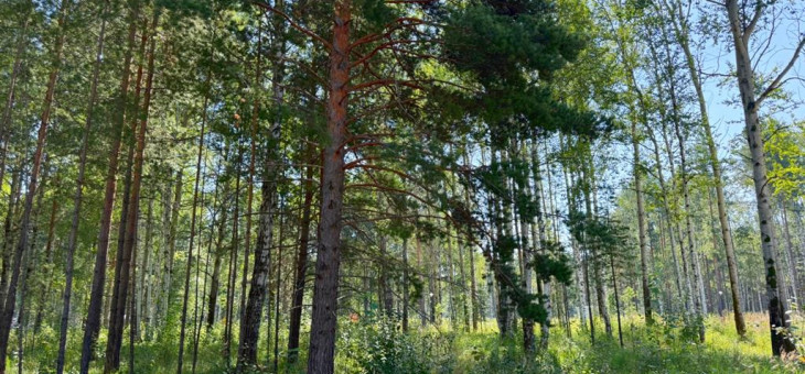 Участок № 7 в поселке Агат, площадь 15.00 соток