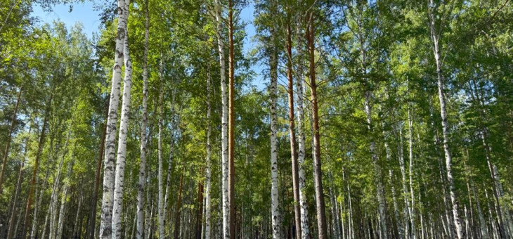 Участок № 8 в поселке Агат, площадь 19.05 соток