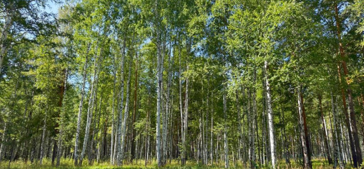 Участок № 9 в поселке Агат, площадь 19.05 соток