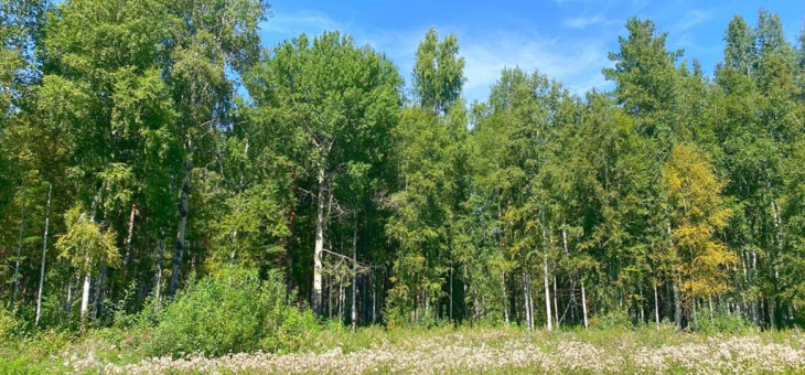 Участок № 47 в поселке Жемчужный, площадь 12.15 соток