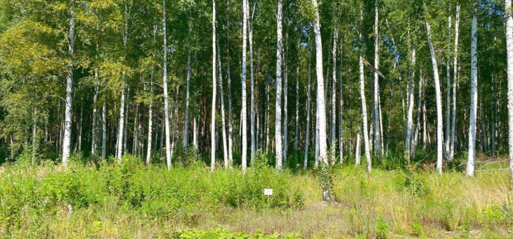 Участок № 49 в поселке Жемчужный, площадь 11.53 соток