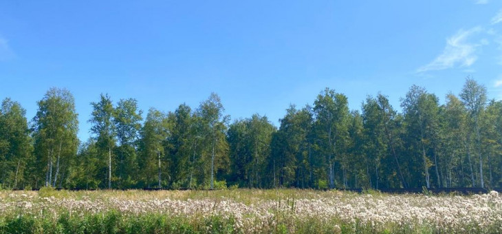 Участок № 55 в поселке Жемчужный, площадь 13.00 соток