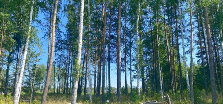 Участок № 117 в поселке Жемчужный, площадь 11.75 соток