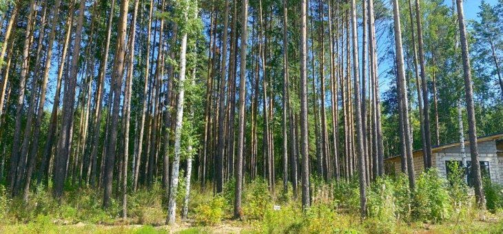 Участок № 121 в поселке Жемчужный, площадь 12.50 соток