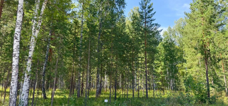 Участок № 12 в поселке Агат, площадь 19.05 соток