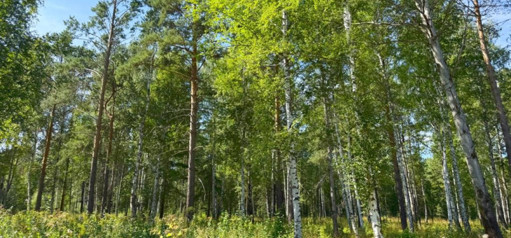 Участок № 16 в поселке Агат, площадь 19.05 соток