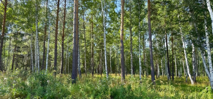 Участок № 17 в поселке Агат, площадь 19.05 соток
