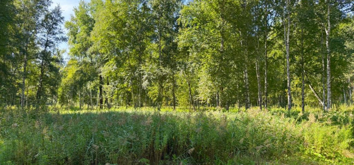 Участок № 20 в поселке Агат, площадь 18.56 соток