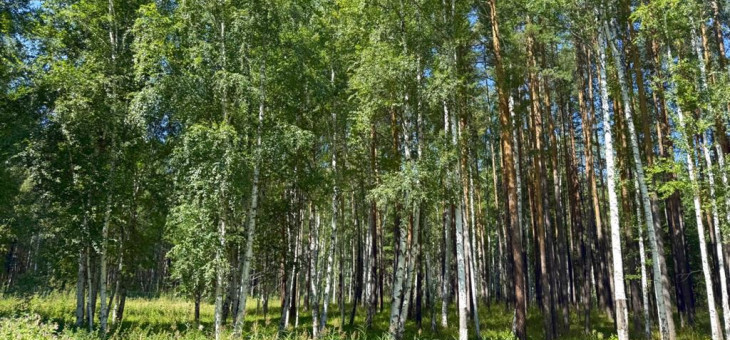 Участок № 21 в поселке Агат, площадь 41.16 соток